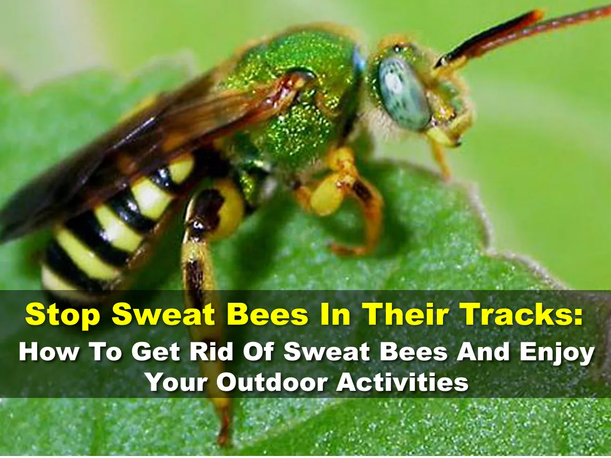 Stop Sweat Bees In Their Tracks: How To Get Rid Of Sweat Bees And Enjoy