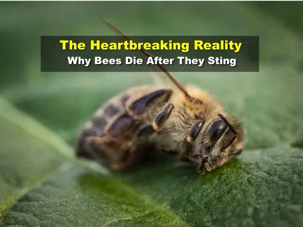 The Heartbreaking Reality - Why Bees Die After They Sting