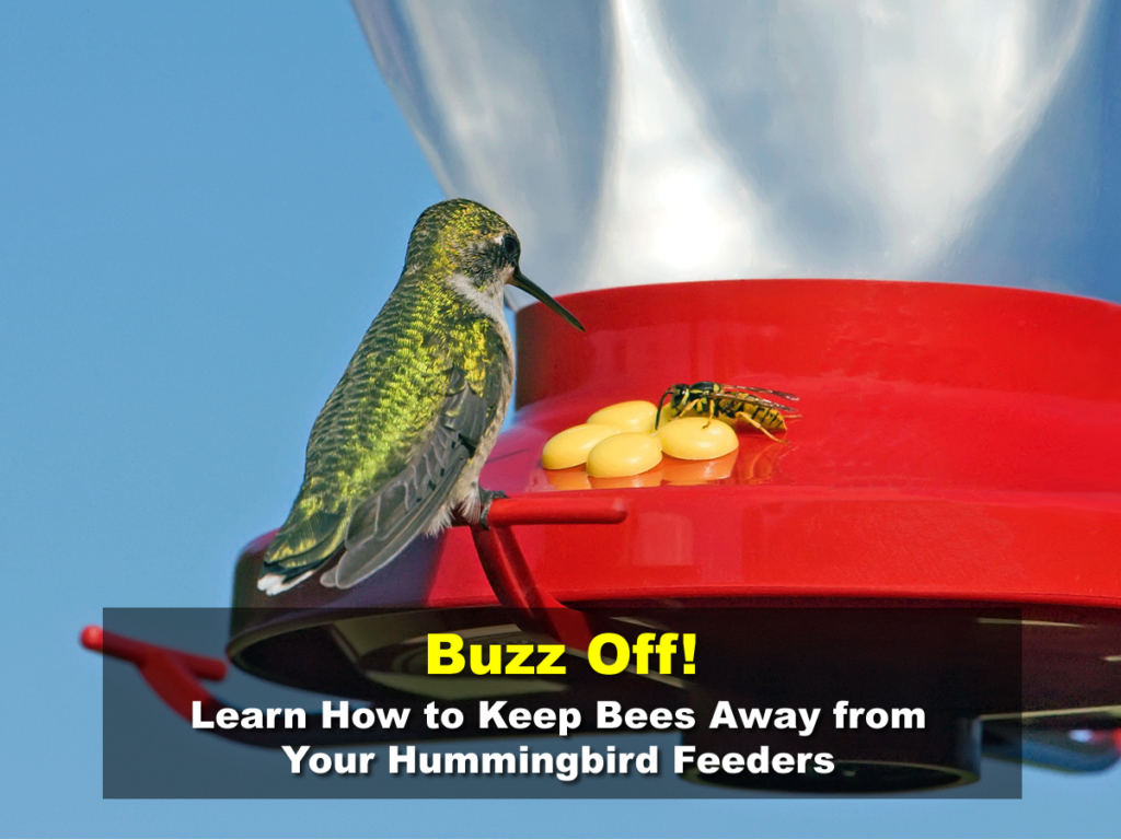 Buzz Off! Learn How to Keep Bees Away from Your Hummingbird Feeders