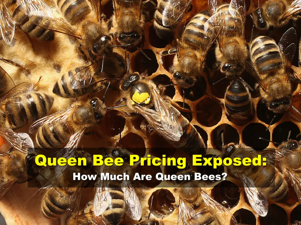 Queen Bee Pricing Exposed: How Much Are Queen Bees?
