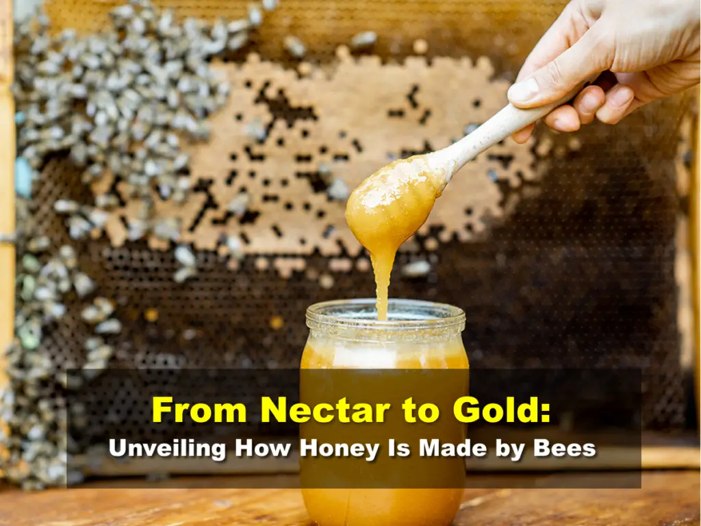 From Nectar to Gold: Unveiling How Honey Is Made by Bees