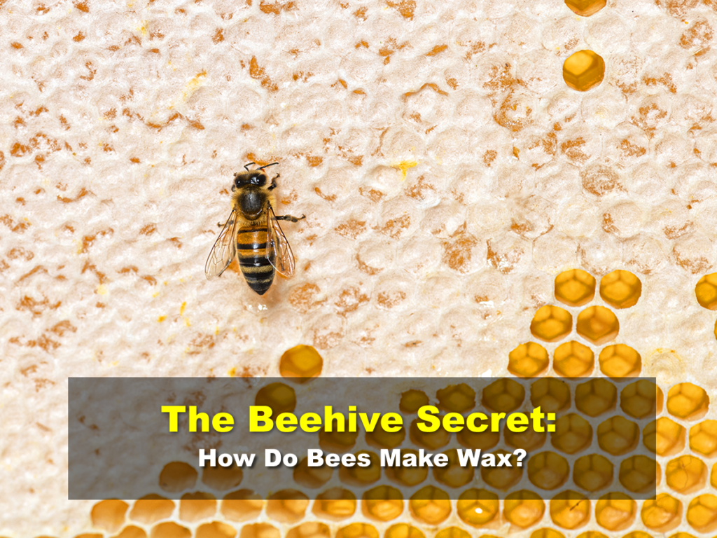 The Beehive Secret: How Do Bees Make Wax?