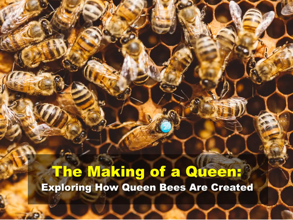The Making of a Queen: Exploring How Queen Bees Are Created