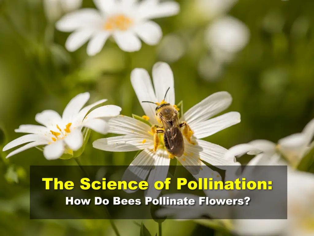 The Science of Pollination: How Do Bees Pollinate Flowers?