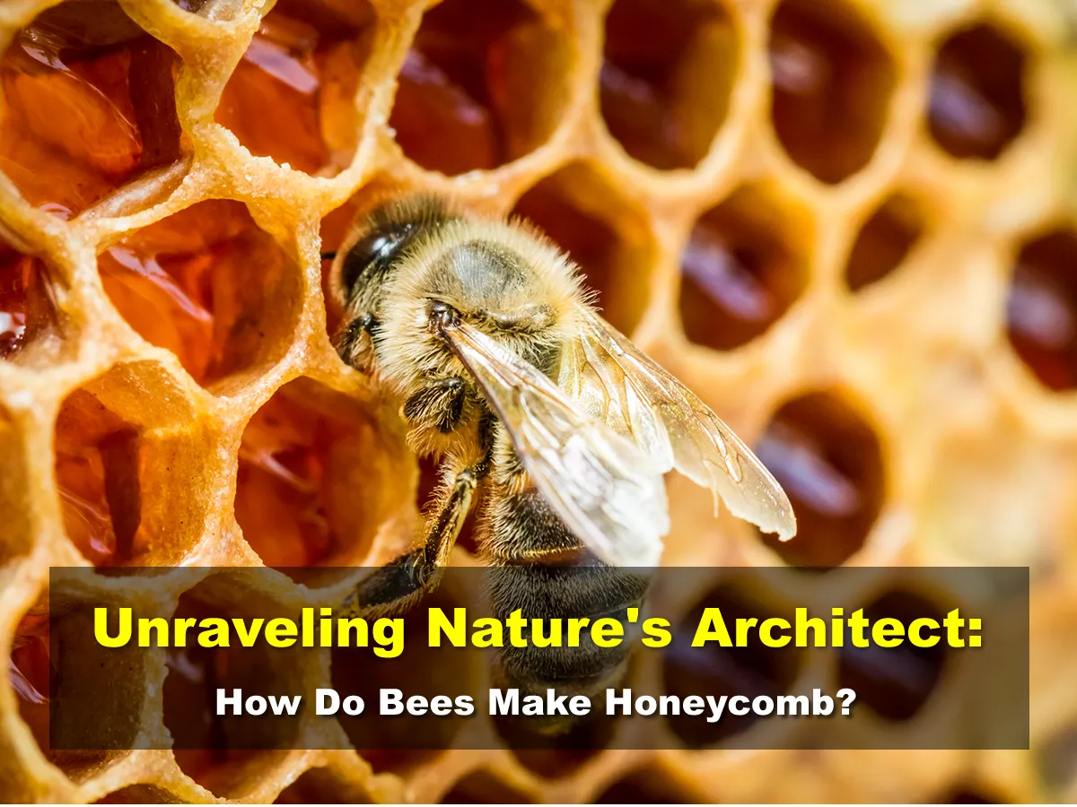 Unraveling Nature's Architect: How Do Bees Make Honeycomb? - Easy-Beesy.com