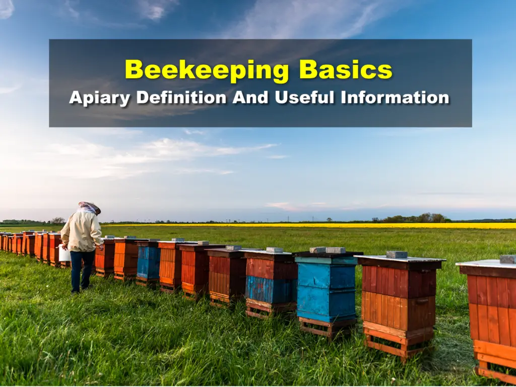 What is an apiary?