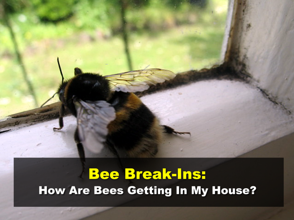 How Are Bees Getting In My House?