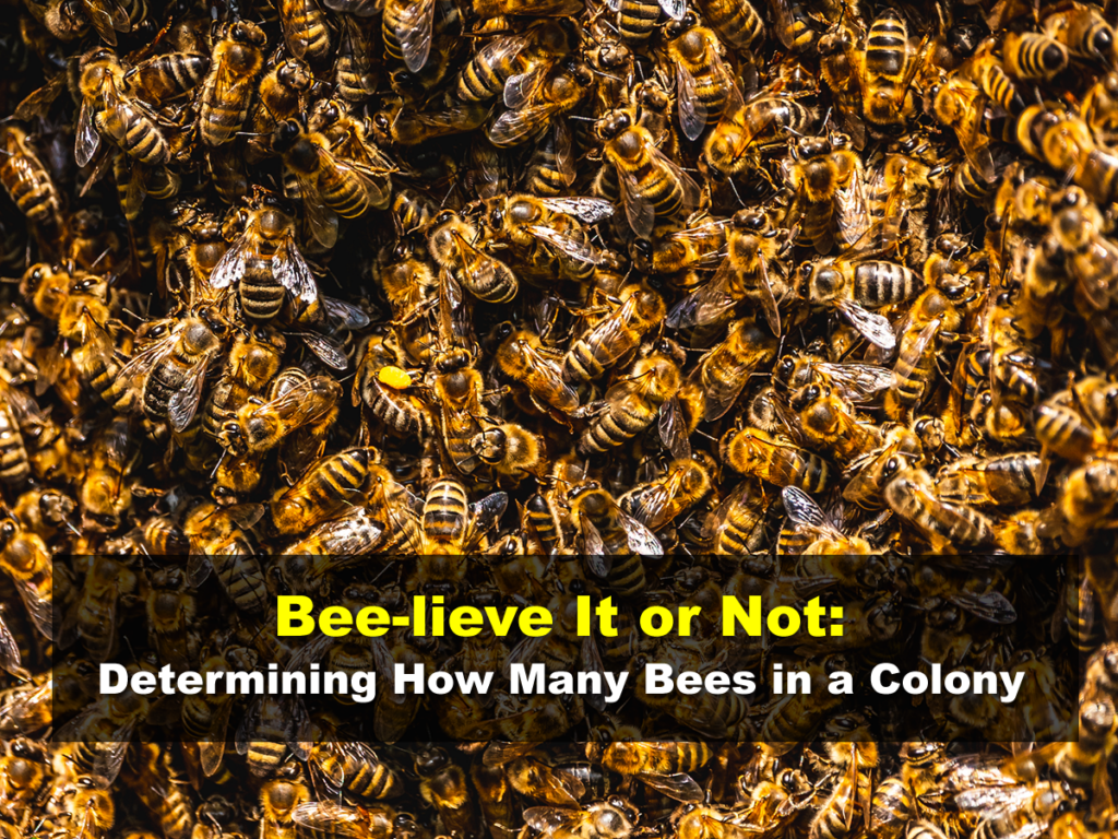 How Many Bees In A Colony?