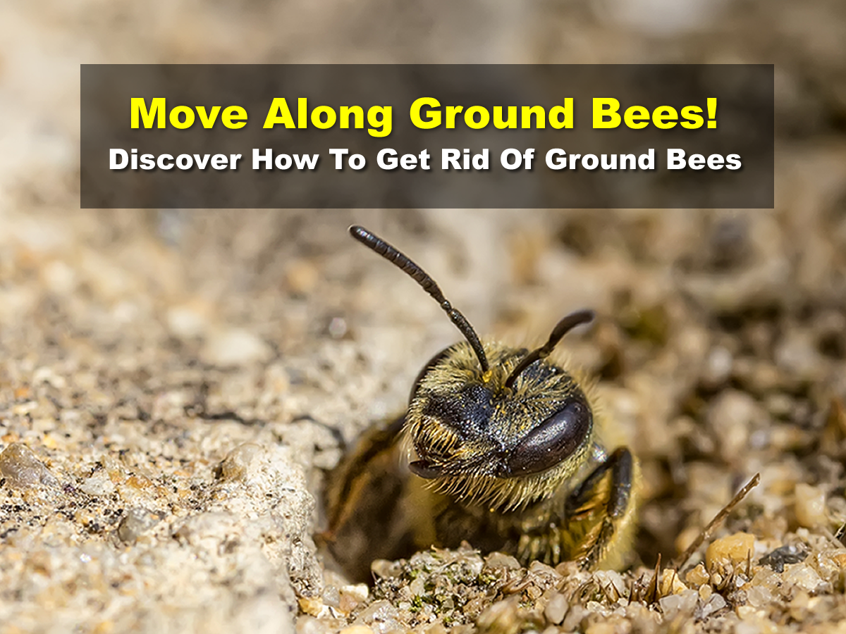 Move Along Ground Bees Discover How To Get Rid Of Ground Bees Easy