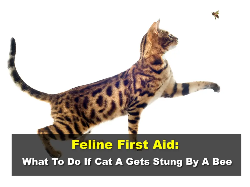 What To Do If Cat Gets Stung By A Bee