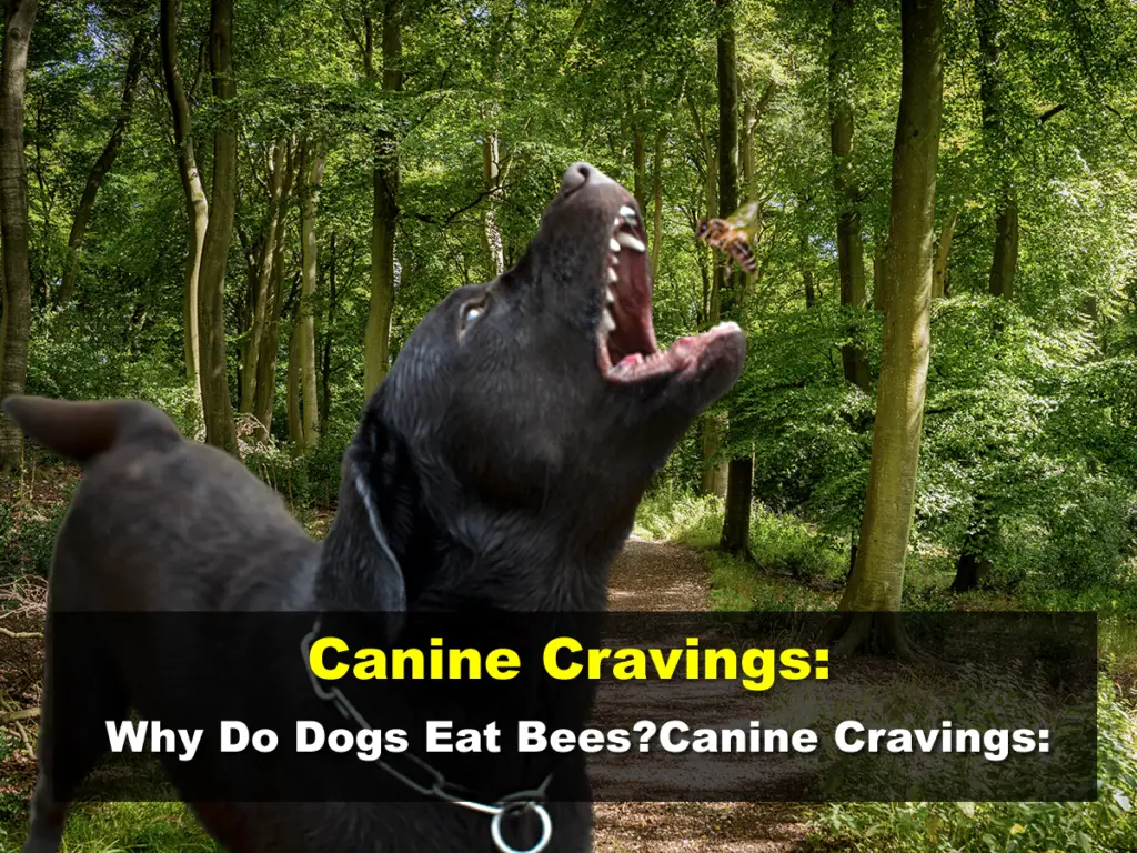 Why Do Dogs Eat Bees?