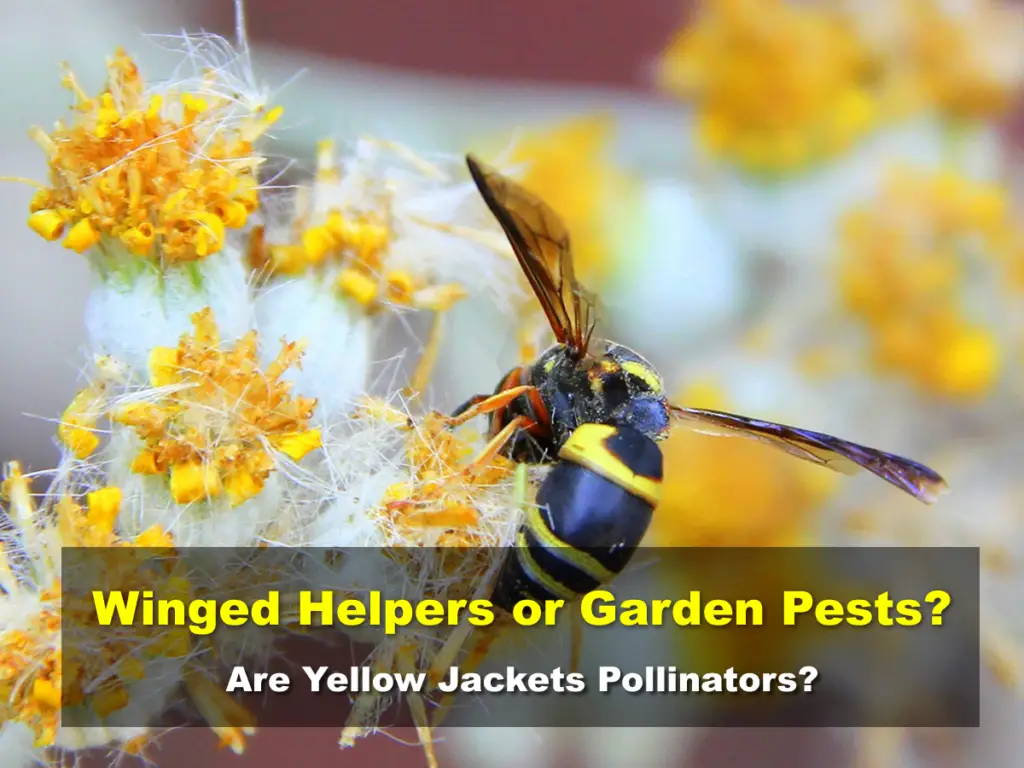 Are Yellow Jackets Pollinators