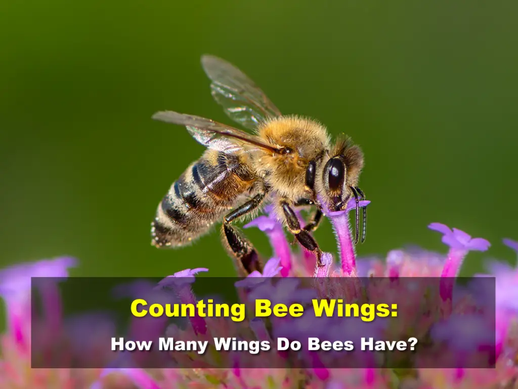 How Many Wings Do Bees Have?