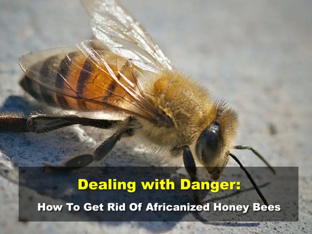 How To Get Rid Of Africanized Honey Bees