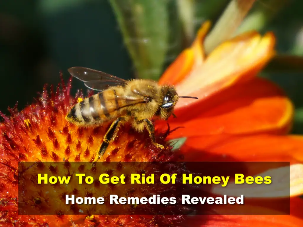 How To Get Rid Of Honey Bees - Home Remedies Revealed