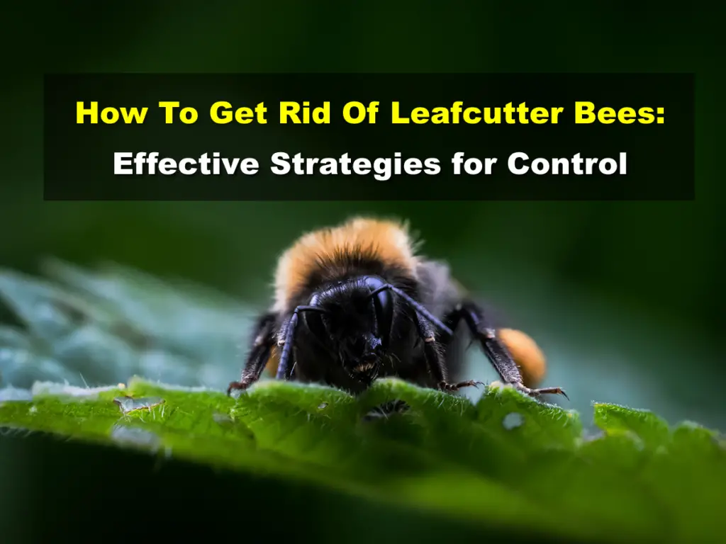 How To Get Rid Of Leafcutter Bees