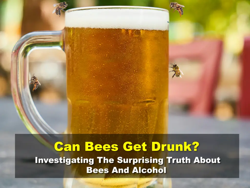 Can Bees Get Drunk- Investigating the Surprising Truth Between Bees and Alcohol